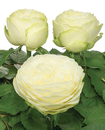 ROSE BR. PURE BLOND 60